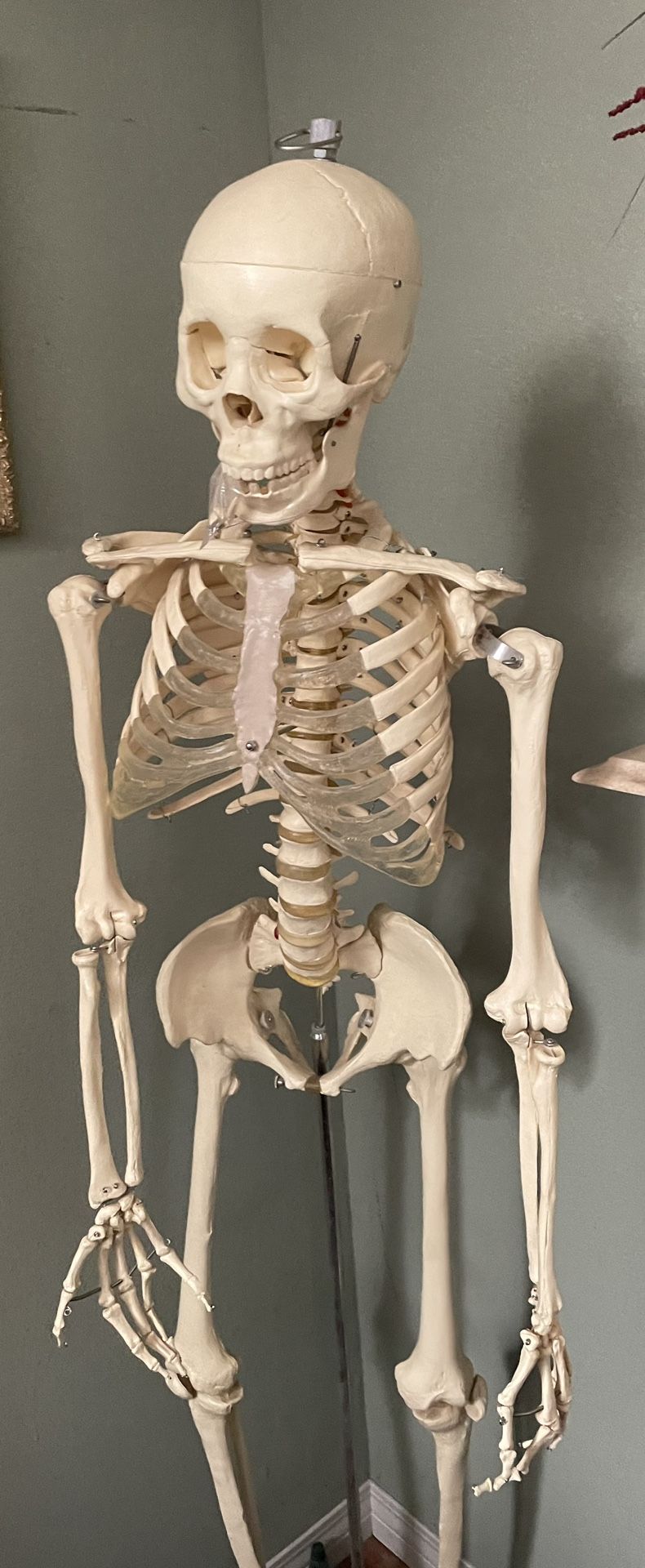 Skeleton , Full Size Anatomical.