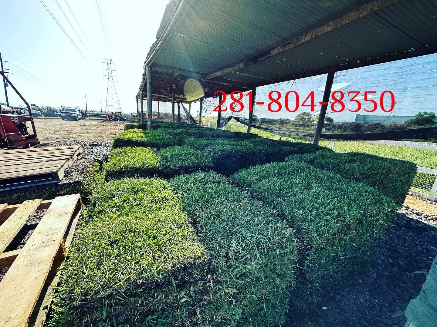 Fresh St Augustine Grass