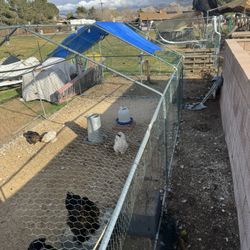 Double Chicken Coop 
