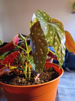 Begonia
