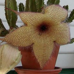 6” Stapelia Gigantea (first Pic Is Reference Of The Flower)