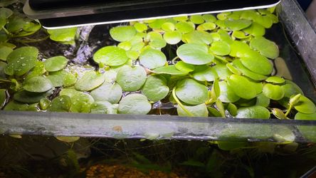 Amazon frog bit