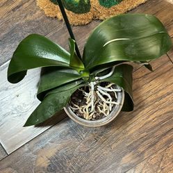 Orchid Plant
