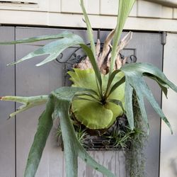 Lush Staghorn Fern On Iron
