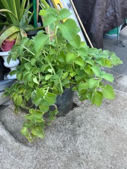 Oregano  plant