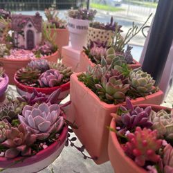 Real Succulent Arrangements!