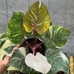 Philodendron White Knight Starter Plant – Rare Variegated Aroid, Live Houseplant, Indoor Tropical Plant, Rooted (No Pot