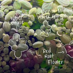 Aquarium Plants