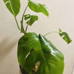 Monstera Green On Green