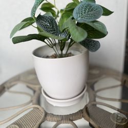 Faux Plant