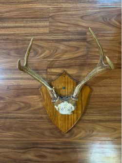 Taxidermy deer antlers