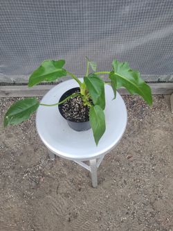Burle Marx philodendron  6" Nursery Pot