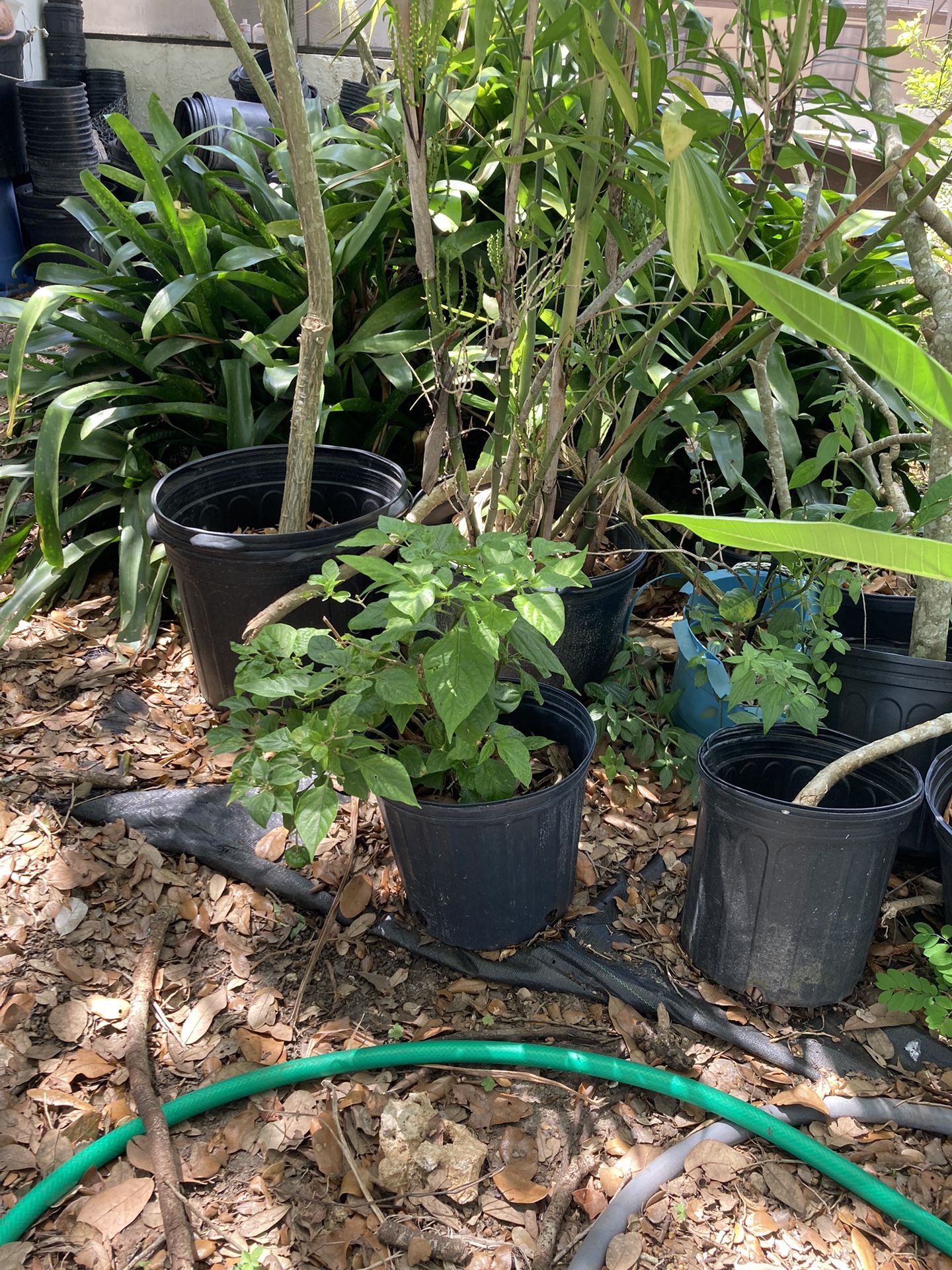 Plants for Sale in Homestead, FL OfferUp