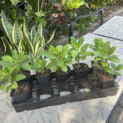 Corona De Cristo Color Rojo $5 Cada Una