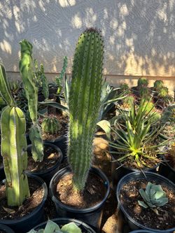 Organ pipe Cactus