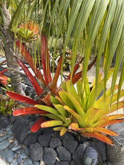 Aechmea Blanchetiana Bromeliads Tropical Plants