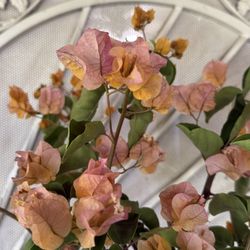 Bougainvillea Plant Flower 