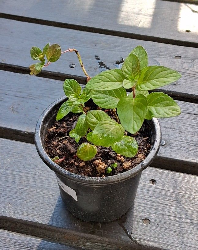 Orange Mint - Free