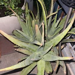 Yellow Aloe Vera Plant