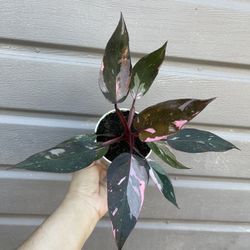 4” Pink Princess Philodendron