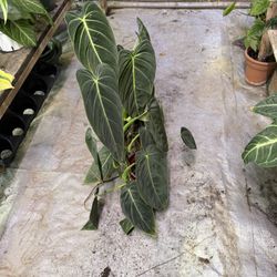 6” Big Philodendron Melano 
