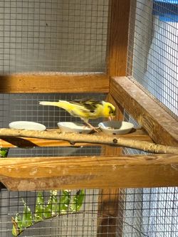 CANARY & BIRD CAGE