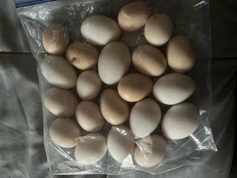 Chicken eggs