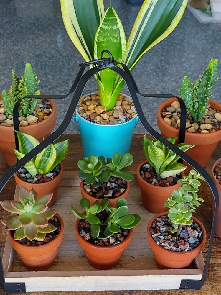 Succulents & Cactus