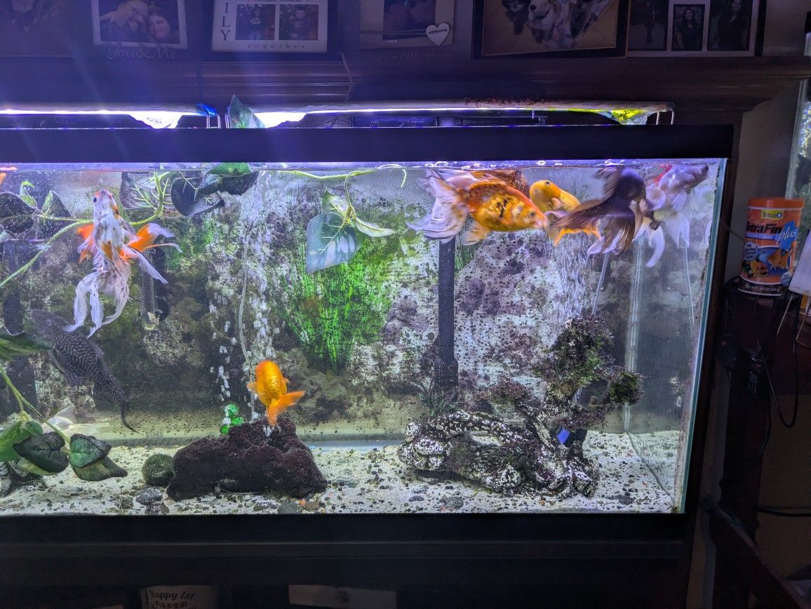 Fish Tank