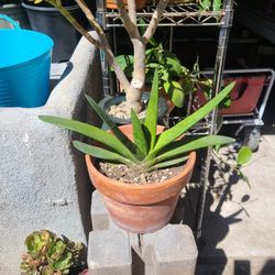 Large Gasteria Plant Succulent 