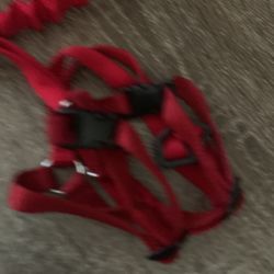 New Harness And Leash
