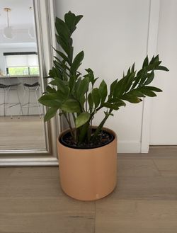 Zz Plant 