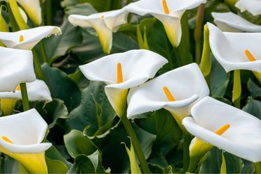 Calla Lily (Zantedeschia aethiopica) in a Large Rustic Terracotta Garden Planter Pot