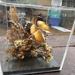 Real Butterfly In Photo Cube With Dried Flowers