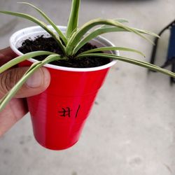 Reverse Bamboo Spider Plant 