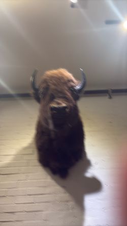 Genuine taxidermy buffalo head