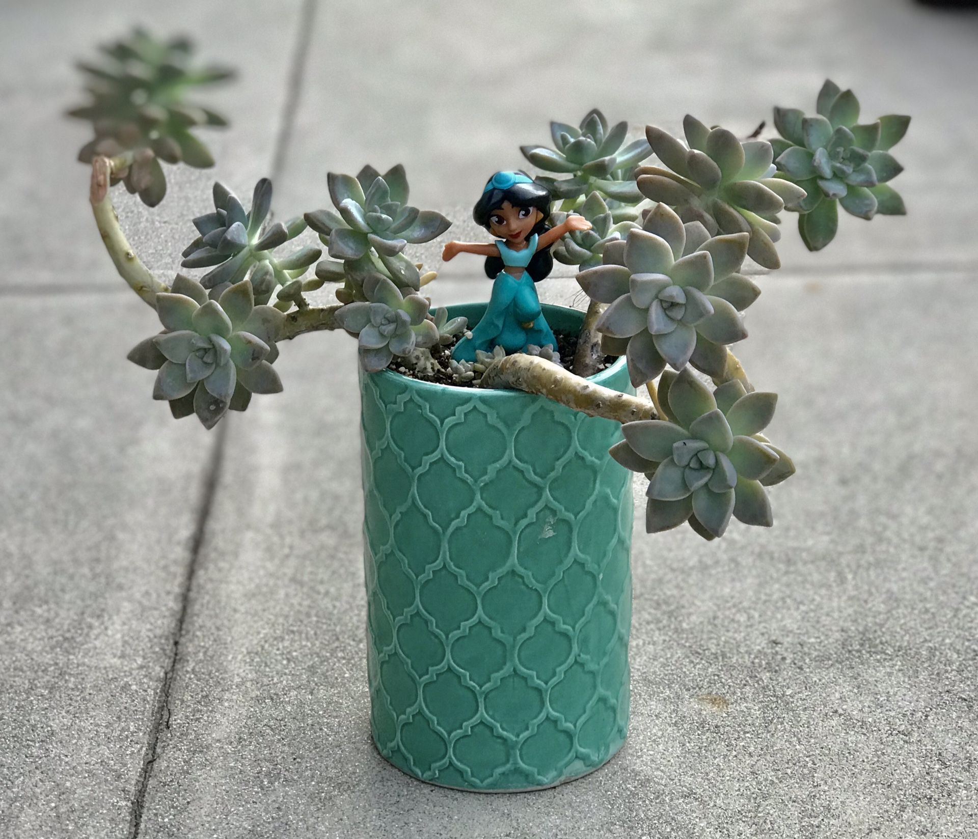 $15 Princess jasmine inspired garden