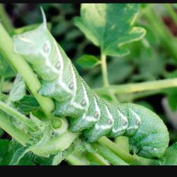 Hornworms For Sale