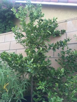 Sunday only yard sale 8~12