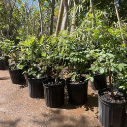 Blueberry Plants- Strawberry Plants- Grape Vines- Gooseberry Plants- Olallieberry Plants- White Blackberry Plants- Currant Berry Plants- 