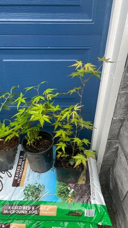 Japanese maple
