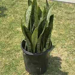 Beautiful Succulents 