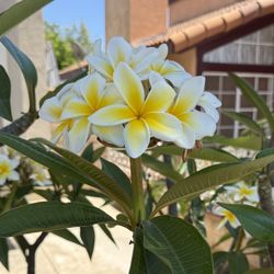 Plumeria Flowers 