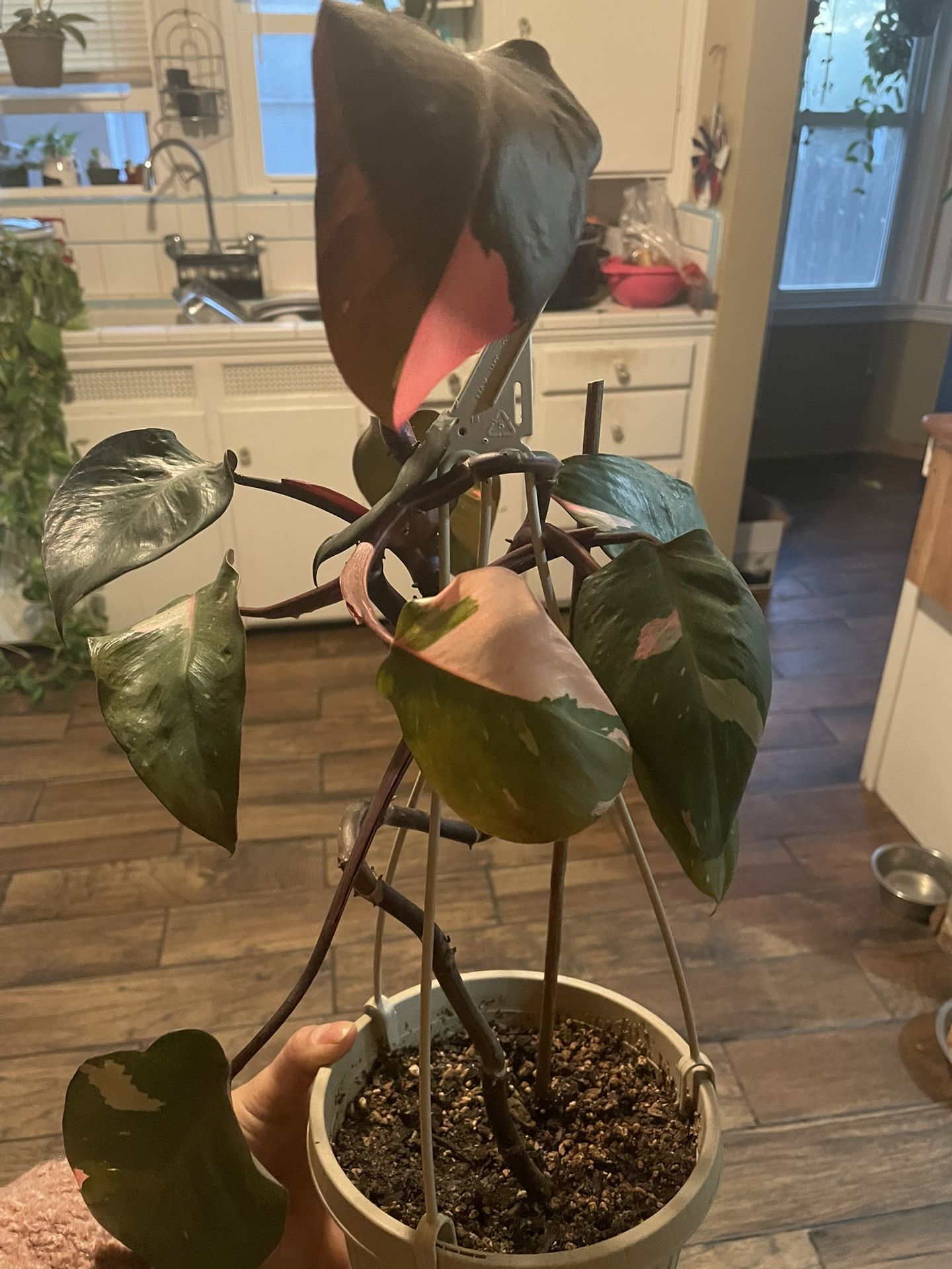 Pink Princess Philodendron Plant