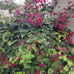Bleeding Heart Flowering Vine