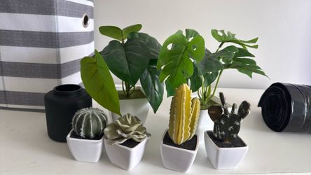 Decorative plants