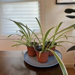 Spider Plants