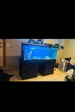 Fish aquarium