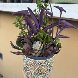 Beautiful Succulent Arrangement In A Beautiful Pot 
