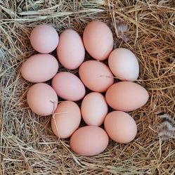 FARM FRESH EGGS (EUSTIS - ZIP CODE 32736)